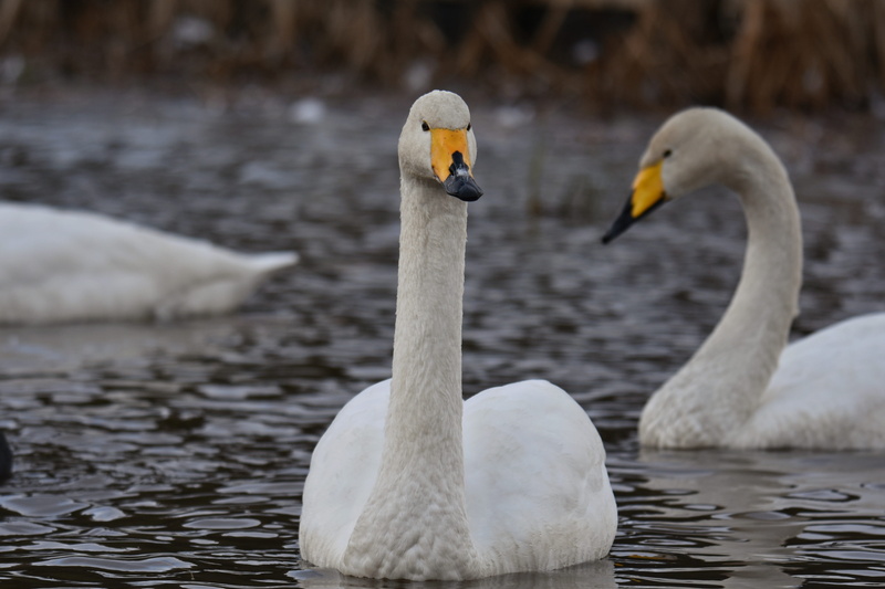 animals in the wild, water, day, bird, animal themes, wild birds, waterfowl, white color, waterside, wild animal, lake, floating on water, animal wildlife