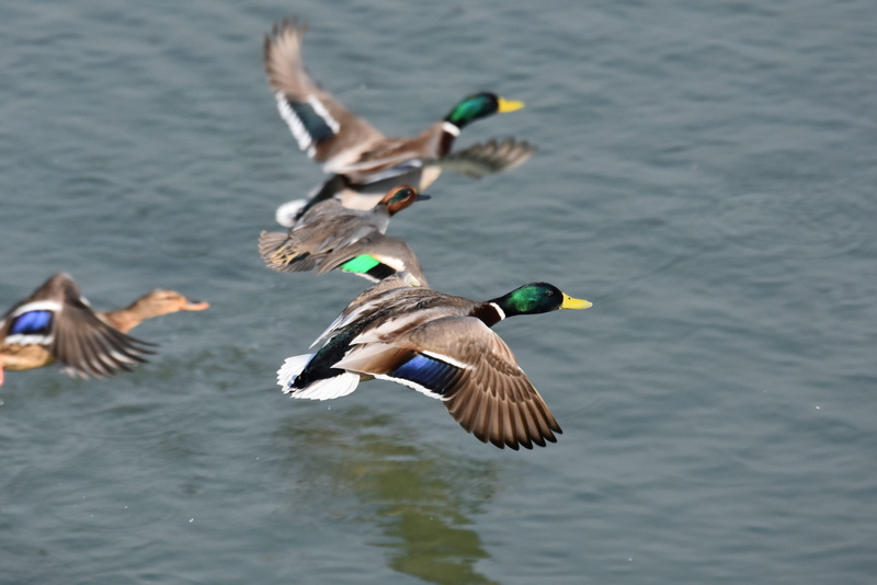 wings, feathers, lake, seasonal, landscape, mid-air, bird, seagull, wild animal, outdoors, flight, natural, animals in the wild, flying, water bird, animal wildlife