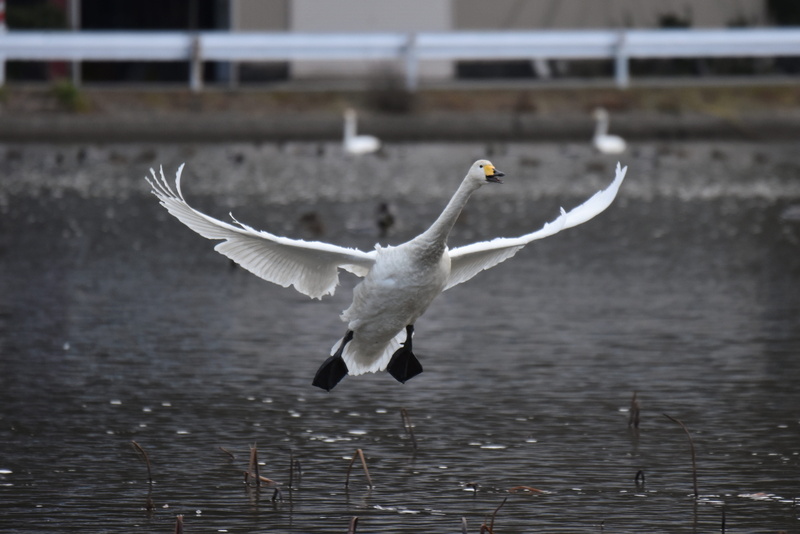waterfowl, winter, flying, animal, outdoors, no people, seagull, video high chou, travel, seasonal, animals in the wild, flight, vertebrate, day, animal themes