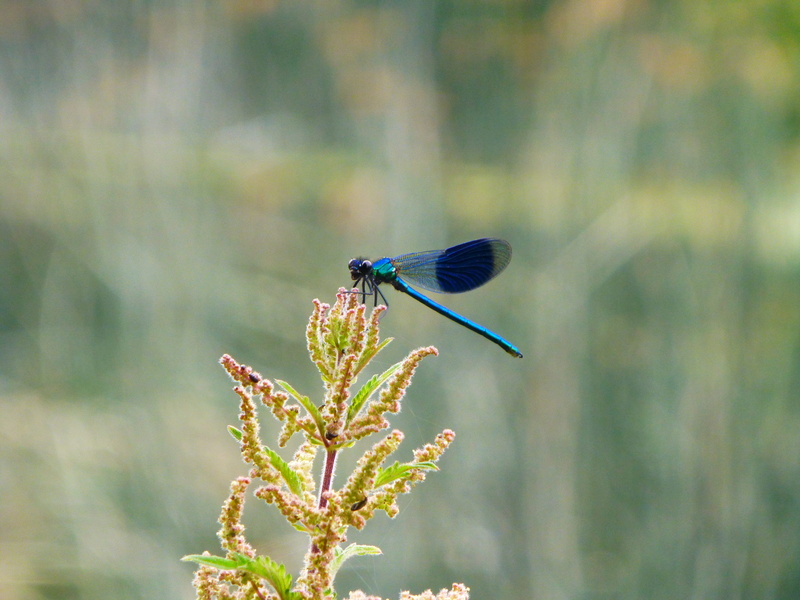 focus, summer, animal wing, river, invertebrate, pollination, lake, beauty in nature, selective, one animal, animals in the wild, nature, animal wildlife