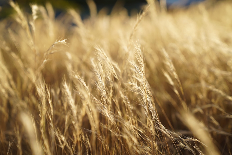 outdoors, farm, 4K, dry weeds, field, close-up, atmosphere, landscape, cereal plant, nature, selective focus, climate change, arid, growth, agriculture