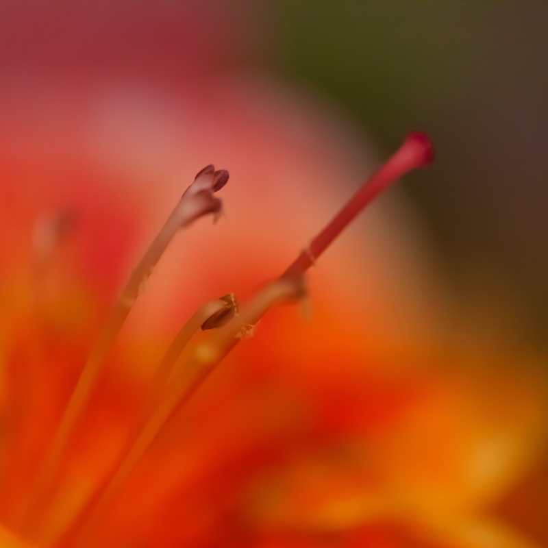 2K, photo, California Dreaming, San Francisco, plant, United States of America, nature, de Young Museum, Golden Gate Park, close-up, Young  de, Museum  San