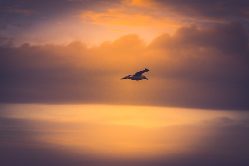 bird, dreamer, dawn, mid-air, airplane, air vehicle, nature, no people, transportation, dream big, sky, dusk, animals in the wild, kingston, animal, vertebrate