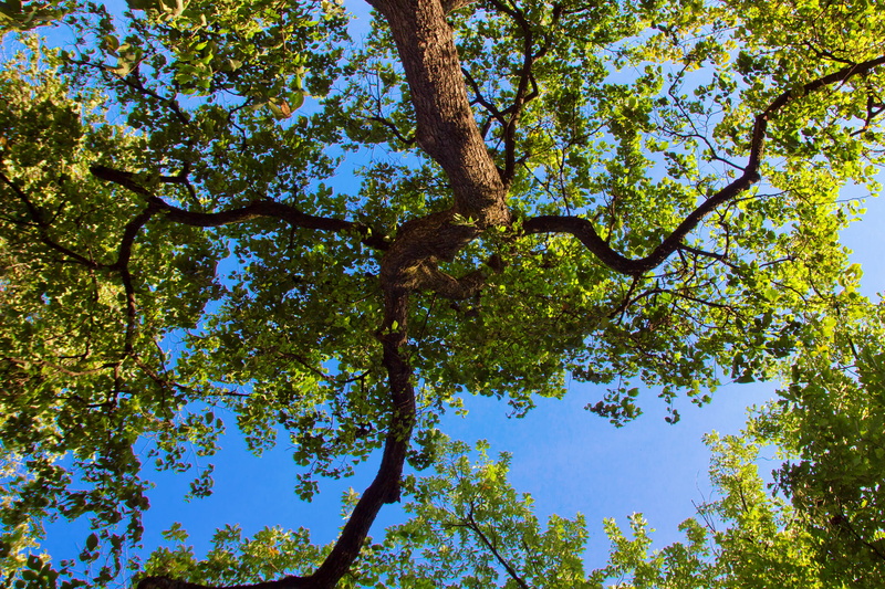 high, tranquility, daylight, leaf, beauty in nature, plant part, beam, scene, natural, scenery, nature, directly below, clear sky, plant, through, backlit