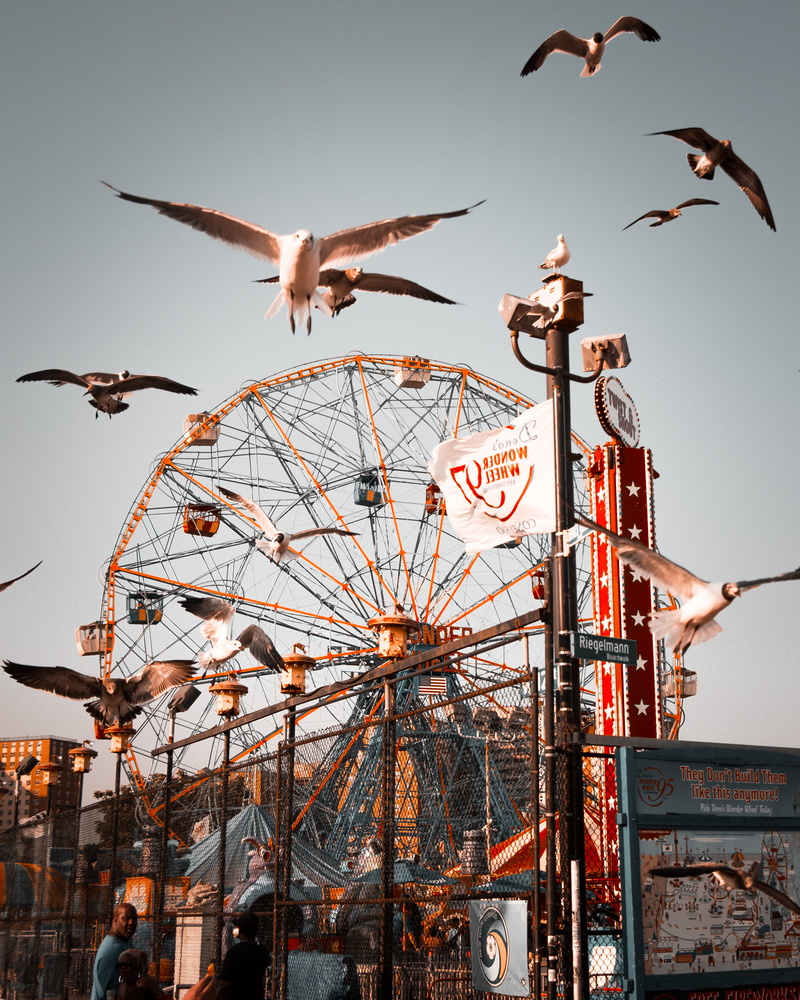 amusement ride, fuun ride, amusement park, low angle view, vertebrate, outdoors, newyork, trip, bird, animals in the wild, near, holiday, flock, ride, themepark