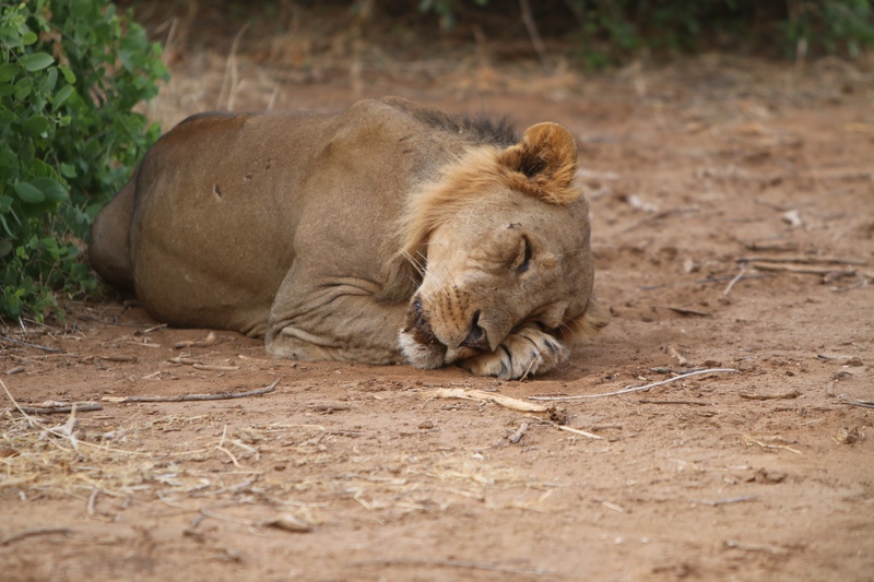 animals In The Wild, wilderness Area, dream, outdoors, plain, east Africa, sleeping, national Park, animal wildlife, land, vertebrate, serengeti National Park