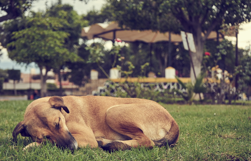 sleep, pet, park, land, naps, plant, herbivorous, siesta, dream, rest, nature, grass, one animal, animal themes, adorable, tree, no people, domestic, field