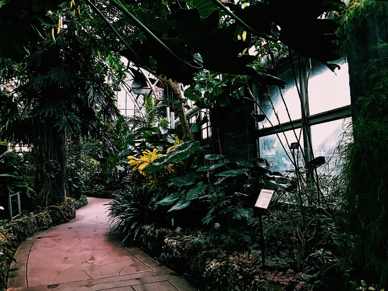 dark, united states, greenery, outdoors, green color, garden, leaf, window, the way forward, nature, lincoln park conservatory, day, chicago, 4K, forest