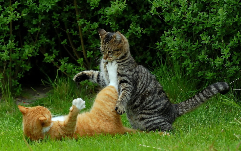 1080P, 1920x1200, orange, animals, tabby, silver, cats, grass, playing