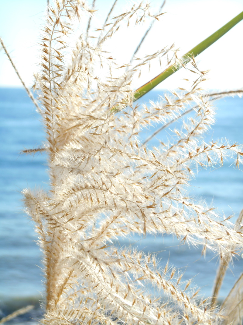 focus on foreground, plant, no people, 5K, tranquility, cereal plant, beauty in nature, japanese silver grass, growth, weed, grass, nature, agriculture