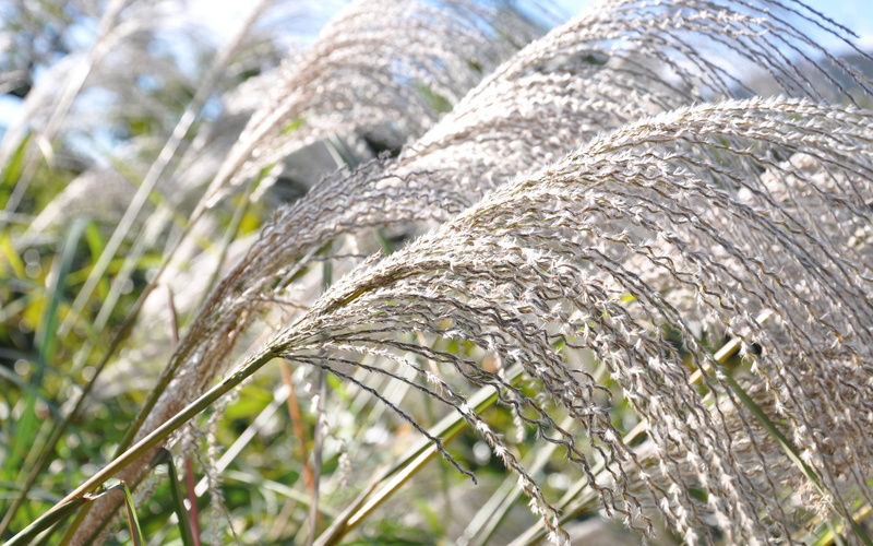 Grass, 2K, Silver