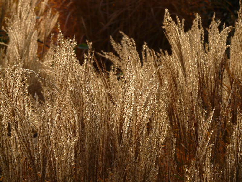 growth, beauty in nature, poaceae, golden, full frame, brown, miscanthus, grass, licorice, small elefantengras, silver, ornamental plant, close-up, land