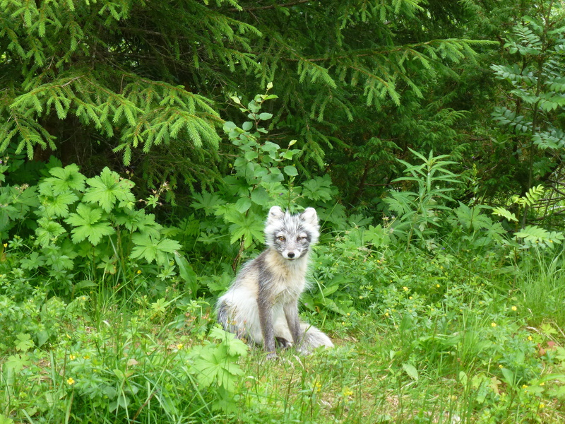 the nature of the, forest, nature, animal wildlife, spruce, growth, grass, Predators, portrait, domestic animals, Silver Fox, one animal, green color, animals in the wild