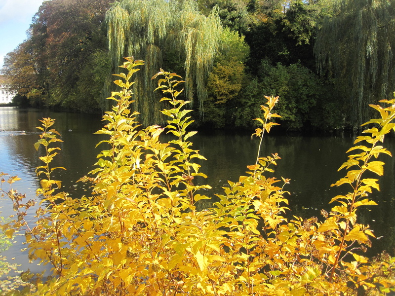 non-urban scene, trees, atmospheric, leaves, flora, landscape, mirroring, plant, lake, tranquil Scene, 2K, golden autumn, outdoors, forest, october, deciduous trees