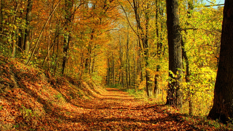 change, natural, trail, season, spring, scenic, garden, path, autumn, direction, landscape, woodland, the way forward, outdoors, park, beauty in nature