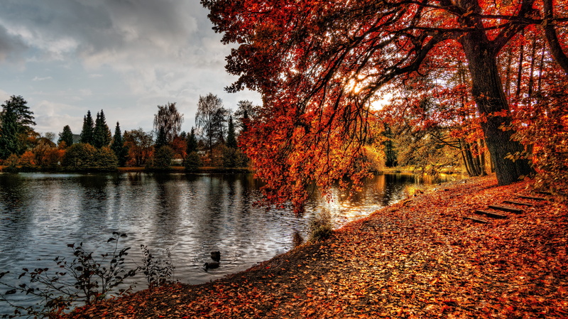 outdoors, autumn, fall, color, scenic, tranquil scene, orange color, sky, sun, environment, autumn collection, non-urban scene, no people, maple, tree