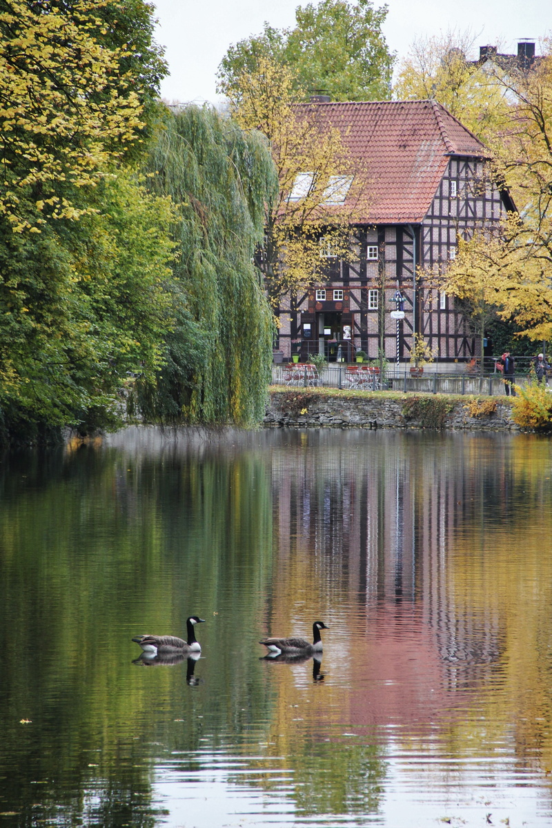 duck, nature, animal, lake, time of year, vertebrate, leaves, architecture, animal themes, autumn colours, yellowish, tree, autumn, idyllic, reflection
