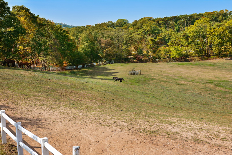 environment, wood, game, exercise, autumn leaves, scenics - nature, grass, oak, yellow, conifers, ginkgo, 4K, tranquil scene, hardwoods, fence, tree, horse