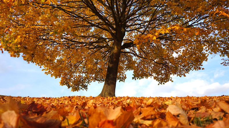 foliage, tree branches, orange color, day, fall, land, light, landscape, scene, cloud - sky, october, organic, season, branch, colorful, leaves, tree trunk