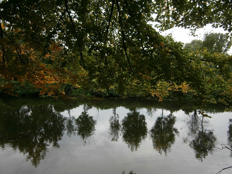 bright, no people, river, growth, many, scenics - nature, colorful, tranquility, orange, golden, reflection, leaves, mirroring, nature, non-urban scene
