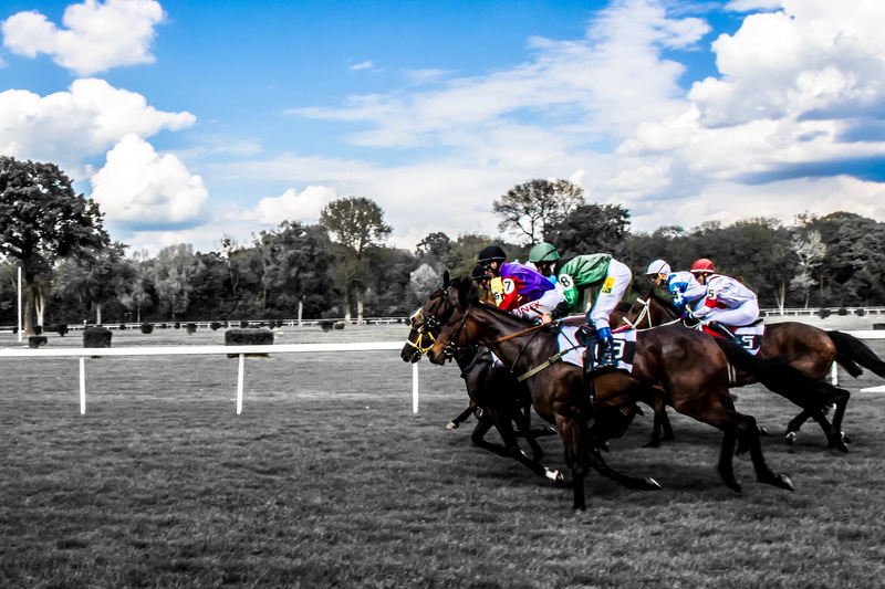race, racings, domestic animals, grass, running, cloud - sky, pets, competition, outdoors, animal themes, animal wildlife, group of people, group of animals