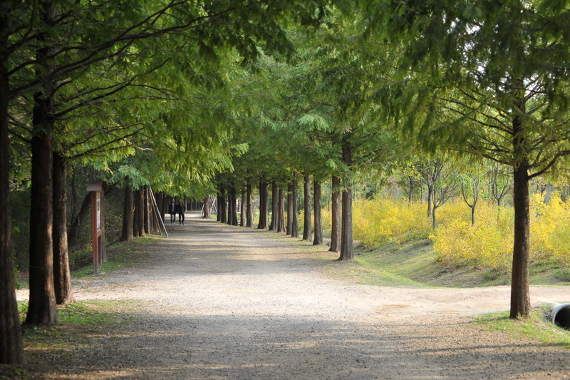 direction, tranquil scene, beauty in nature, outdoors, footpath, the way forward, forest, tree canopy, no people, treelined, plant, wood, road, day, 2K