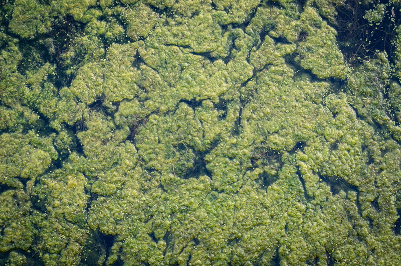 living, green color, summer, abundance, pond scum, no people, plant, beauty in nature, full frame, life, 4K, riverwalk pier, growth, river, algea, tranquil scene