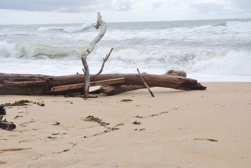 tranquility, sky, dead plant, driftwood, horizon over water, waves, sea, water, scenics - nature, no people, atlantic, motion, nature, landscape, 2K, beauty in nature