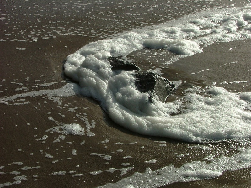 white color, land, day, beach, no people, aquatic sport, wave, motion, outdoors, close-up, sport, animals in the wild, 1080P, sand, one animal, high angle view
