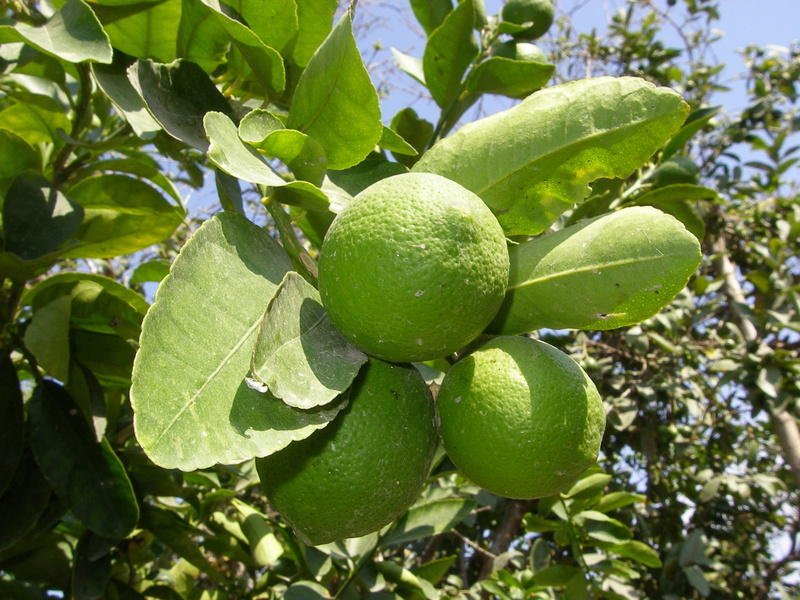leaf, green, acidity, tree, food and drink, green color, branch, refreshing, plant part, freshness, low angle view, vitamin c, lemon, lime, day, beauty in nature