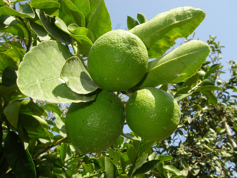 growth, green color, 2K, organic, leaf, close-up, food, ripe, fruit, refreshing, day, freshness, no people, green, lemon, citrus fruit, outdoors, plant