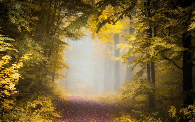 path, idyllic, tranquility, tranquil scene, forest, day, autumn collection, nature, woodland, growth, fall, no people, fog, sunbeam, leaves, mist, outdoors