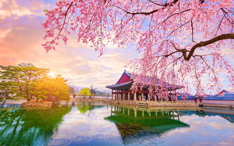 nature, South Korea, reflection, trees, 4K, cherry blossom