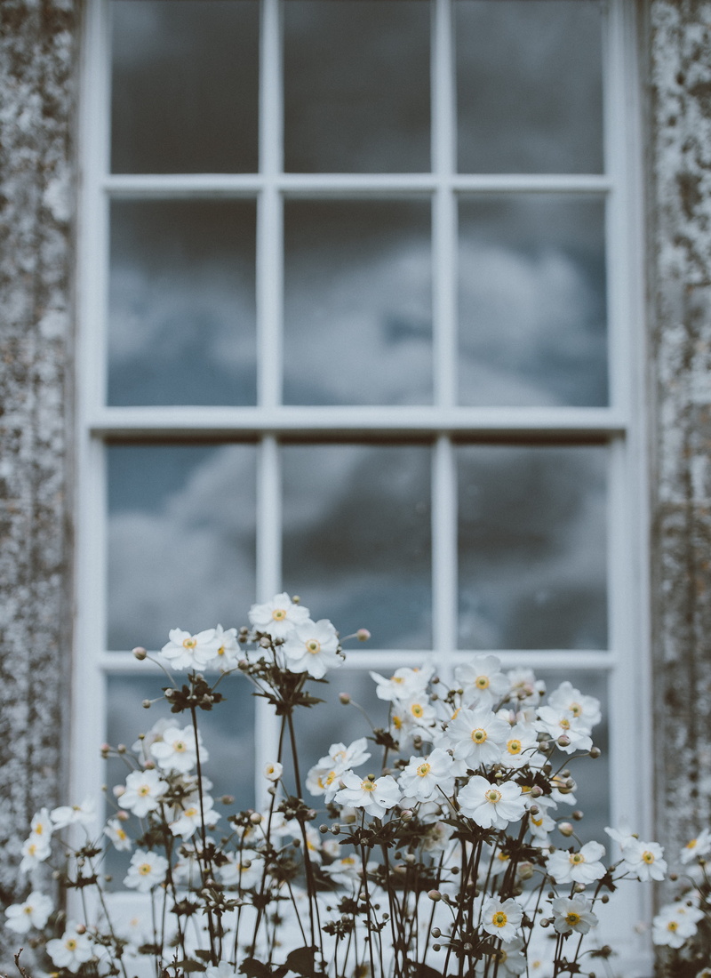 freshness, clouds, common, building, built structure, focus, frame, near, close-up, 4K, glass - material, flowers, focus on foreground, day, architecture
