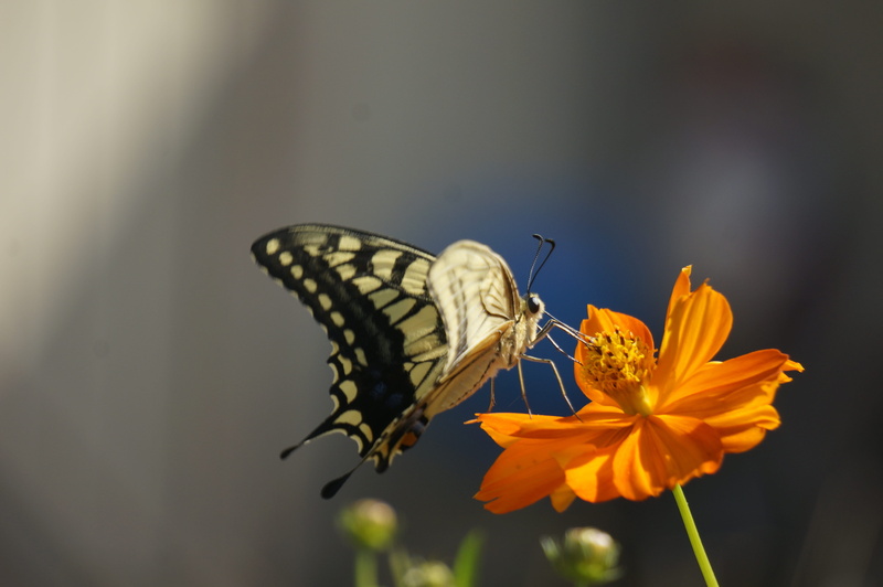 outdoors, petal, freshness, a common yellow swallowtail, no people, flowering plant, flower head, animal wildlife, flowers to remain the butterfly, one animal