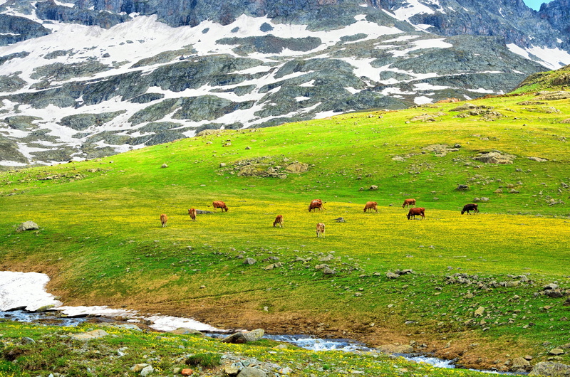 summer, beautiful, livestock, forest, white clouds, green color, animal, group of people, sunny day, season, highland, landscapes nature, rocks, spring