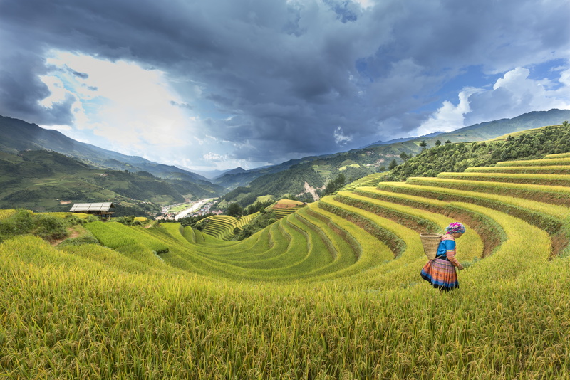 rural scene, grassland, countryside, rice paddy, cloud - sky, farm, rice terraces, green, 5K, grass, landscape, summer, wide angle photography, person