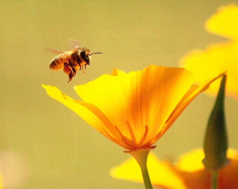 Contemplation, Living, flower, nature, bee, animal, front, Campbelltown City Council, 720P, close-up, photography, Macarthur, yellow, Nature Photography