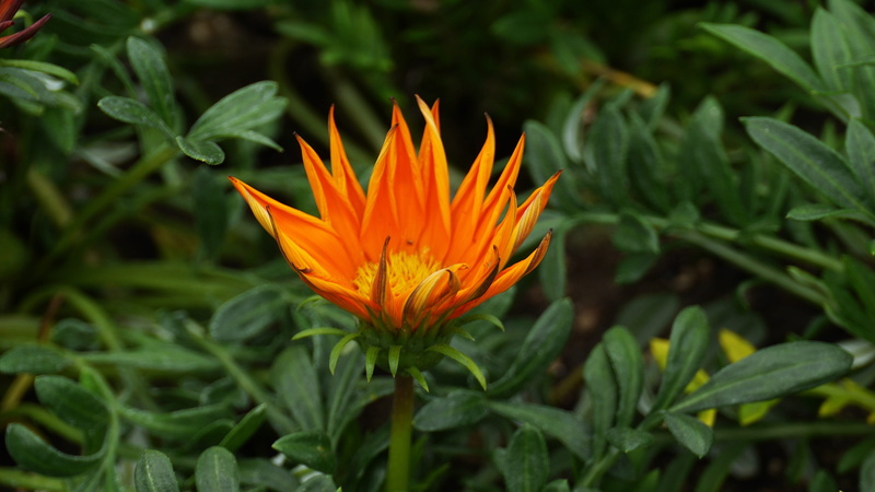 plant, korea, no people, petal, outdoors, springtime, wolmido, plant part, 4K, flowers, inflorescence, beauty in nature, green color, morning, flower