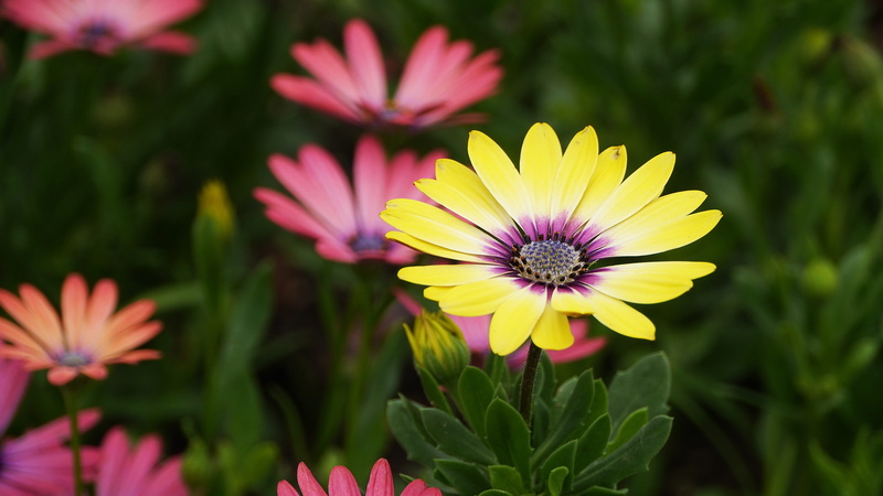 green color, flower, flowers, abstract, growth, close-up, day, morning, no people, landscape, republic of korea, fragility, flower head, plant, petal, 4K