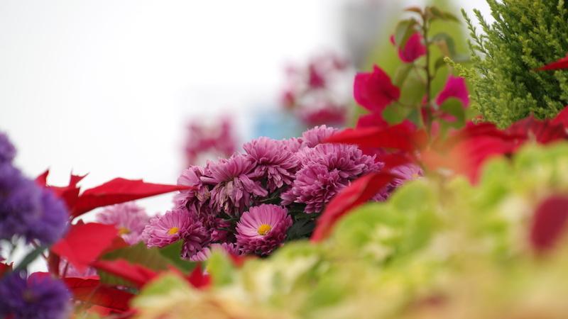ornamental garden, plant, 5K, flower, flower head, wolmido, multi colored, bunch of flowers, pink color, chrysanthemum flower, no people, out of focus