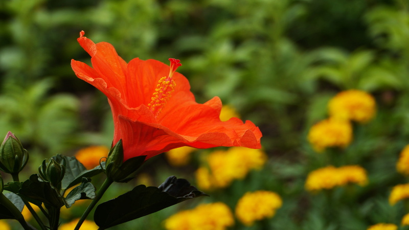 morning, vulnerability, growth, nature, freshness, day, fragility, beauty in nature, gyeongpo beach, plant, no people, flowering plant, wolmido, this type