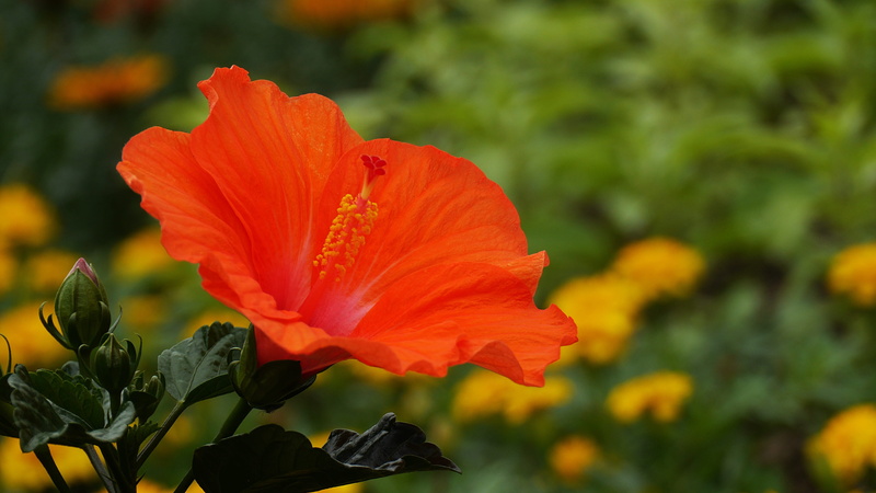 landscape, no people, red, freshness, orange color, petal, close-up, abstract, orange, hibiscus, 4K, flowering plant, plant, gyeongpo beach, flower, this type