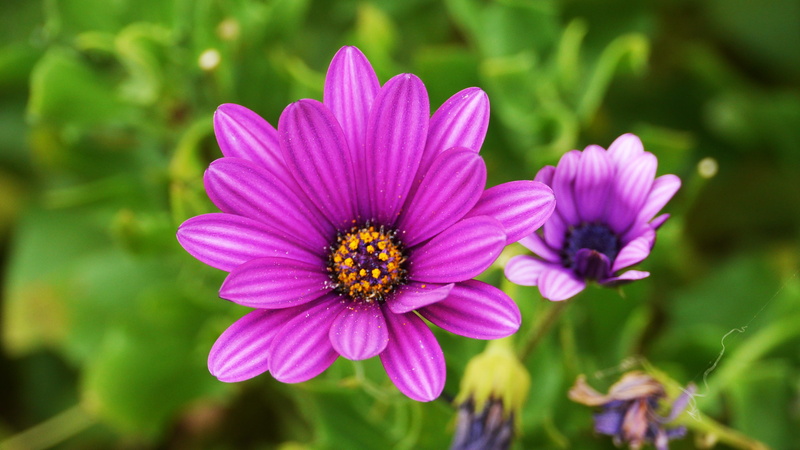 plant, nature, osteospermum, purple, flowers, fragility, inflorescence, flowering plant, freshness, no people, focus on foreground, petal, outdoors, wolmido