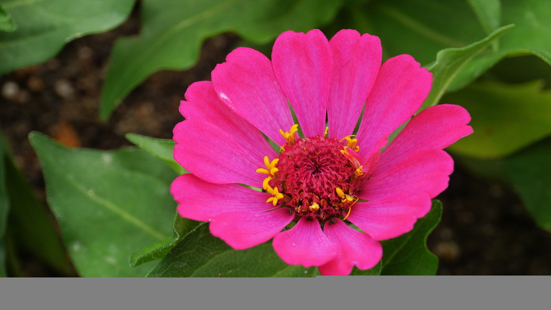 4K, nature, outdoors, no people, plant part, leaf, vulnerability, focus on foreground, plants, flowers, morning, flower head, freshness, pollen, fragility