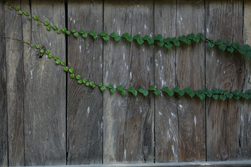 full frame, backgrounds, wood - material, plant, boundary, day, 4K, plant part, built structure, outdoors, architecture, no people, fence, nature, glyph