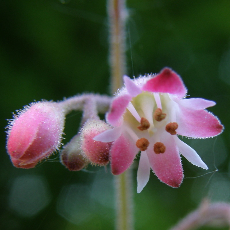 urn, Olympus, macro, jardin, flore, petaled, alumroot, vivace, fleurs, closeup, fleur, plant, garden, closeup photography, flower Head, plante, pink, perennial