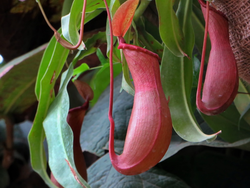 4K, leaf, healthy eating, agriculture, carnivorous plant, operculum, growth, plant, green color, close-up, day, nepenthe, focus on foreground, no people