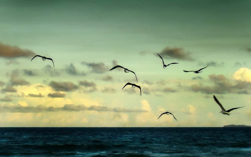 gulls, birds, clouds, tranquil scene, animals in the wild, animal, seven, scenics - nature, sea, tranquility, animal wildlife, sky, animals, water, bird