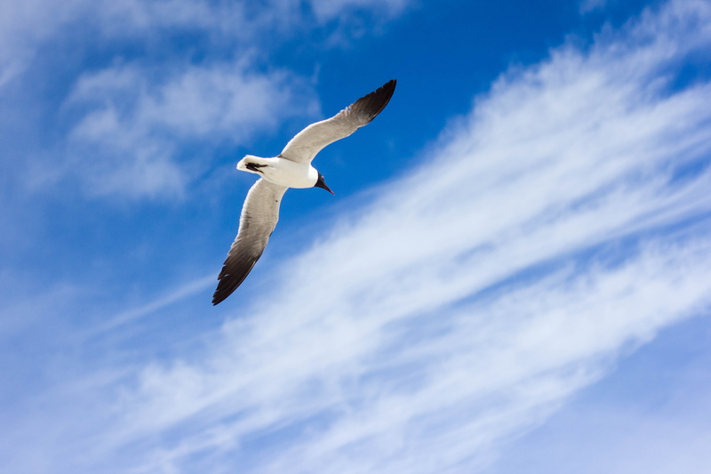 nature, cloud - sky, blue, clouds, mid-air, beauty in nature, black-headed gull, animal themes, no people, sky, one animal, day, searching, 4K, seagull